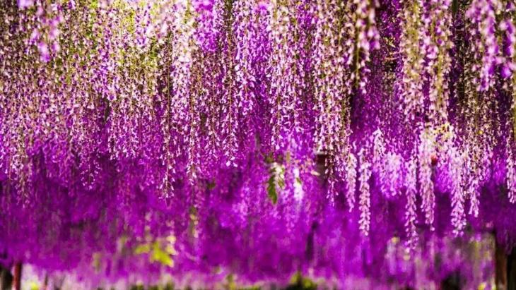 2019石家庄油菜花海旅游节5月1日盛大开放领福利啦短信码系统发码