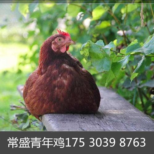 罗曼褐蛋鸡青年鸡夏日大放送 80天罗曼褐卖60天价