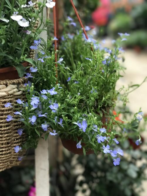 六倍利耐寒多少度