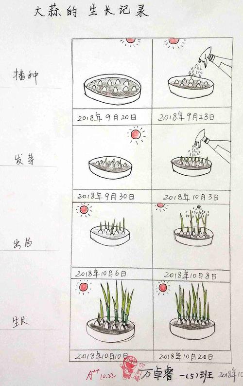 植物生长记录的作品展(深圳实验学校坂田校区一年级)