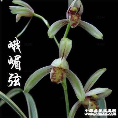 【峨眉弦】建兰八大名品之一