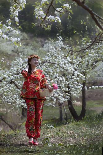 相约在梨花树下