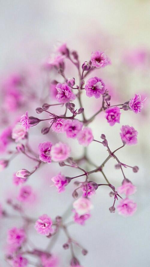 鲜花 插花 捧花 花艺 清新 摄影 绿植 淡雅 自然 壁纸 锁屏 屏保 高清