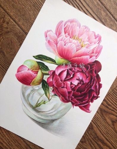 彩铅芍药花 爱情之花