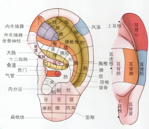 01/  揉耳朵:健脑防痴呆 耳垂一带,是耳朵的头面区,这一区域的耳穴与