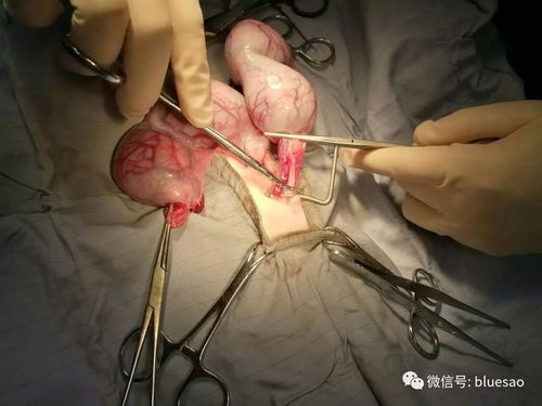 适合公狗,母狗,隐睾动物,母猫绝育手术. 犬猫绝育钳,绝育快速又安全!