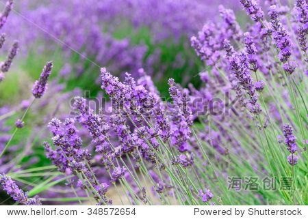 nature backglavenderherballavenders blue 儿歌lavender"s blue