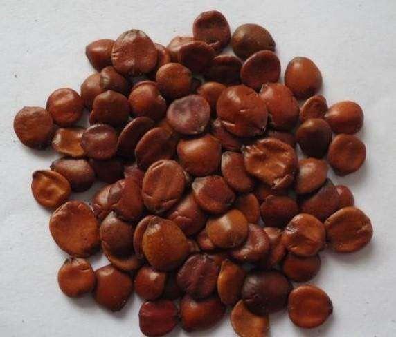 酸枣仁 治 疗失眠 高含量 门店直销