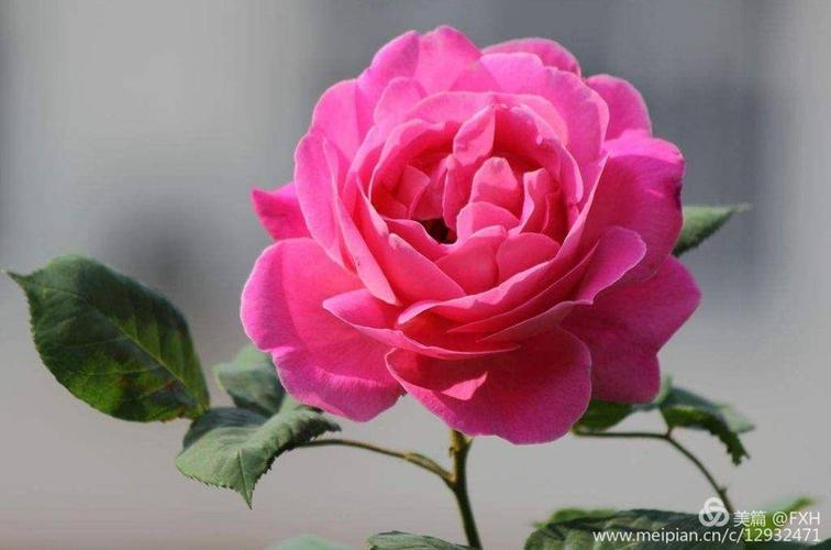 0 (1)  杂种香水月季 (2)  聚花月季(即丰花月季) (3)  壮花月季 (4)