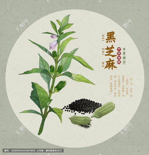 手绘本草纲目中药材插画1