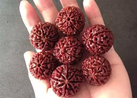 印尼大金刚和落地红如何区分