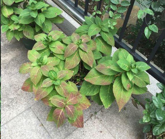 绣球花叶片全是暗红色斑点怎么回事找准这两点原因轻松应对