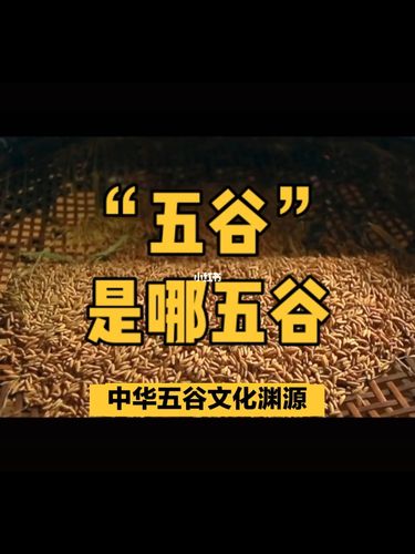 "五谷"是哪五谷?中华五谷文化渊源