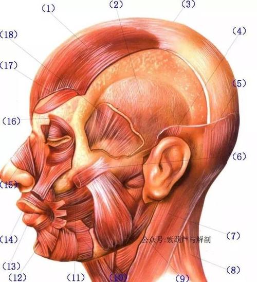 头部肌肉有:额肌,枕肌,颞肌,咬肌,翼状肌.