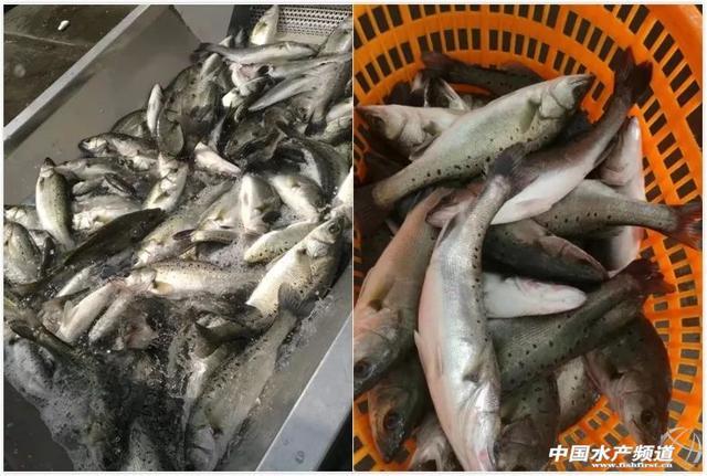 国联龙霸巴沙鱼,海鲈鱼全国招商震撼来袭