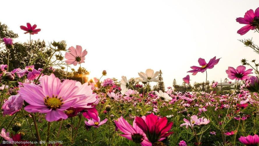 浪漫花海风景背景 浪漫 旅行 风景 花海 花丛 绿叶 摄影 广告背景