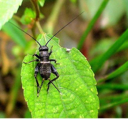  p>蟋蟀科(gryllidae;cricket)是昆虫纲,直翅目, a target="_blank"