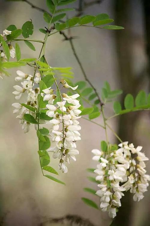 槐树花
