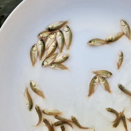 鲈鱼苗 宝石鲈鱼苗 澳洲宝石鲈鱼苗 大量批发各种鱼苗