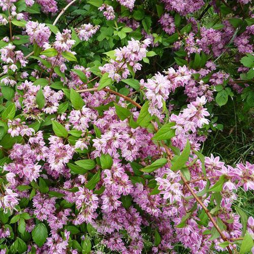 【虹越】花灌木夏樱花溲疏盆栽草莓田/雪樱花/粉铃铛花园庭院种植