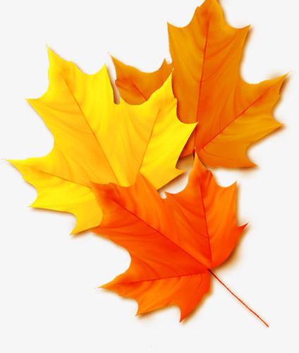 关键词 : 秋季,黄色,枫叶,金黄