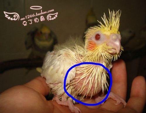 玄风鹦鹉宝宝怎么养 求详解!谢谢