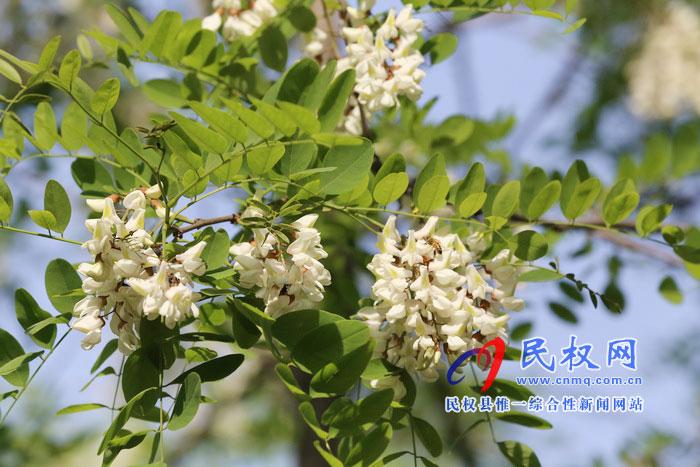 河南民权:又是槐花飘香时