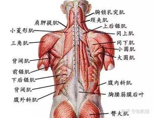 如何系统的锻炼背部肌肉?