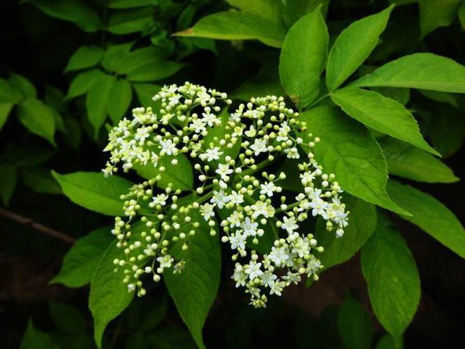 农村野树,气味难闻人见人躲,树枝却含"黄金",是一种珍惜药材