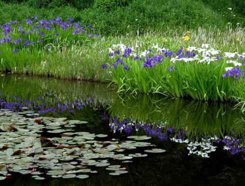 湿地植物——花菖蒲