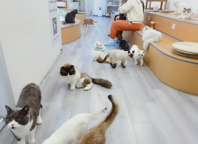 很喜欢的一个猫咖,因为我是周一去的,店里人不多,基本上坐拥所有猫咪