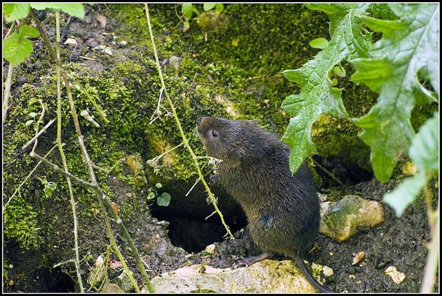 arundel - water vole