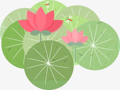 摄影夏日莲花莲叶手绘