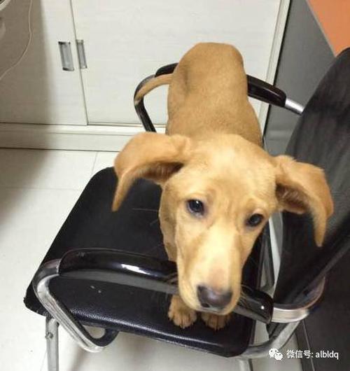 拉布拉多也能飞耳?你是牛呀