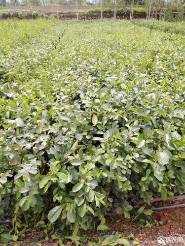 水冬瓜 造林优选苗木