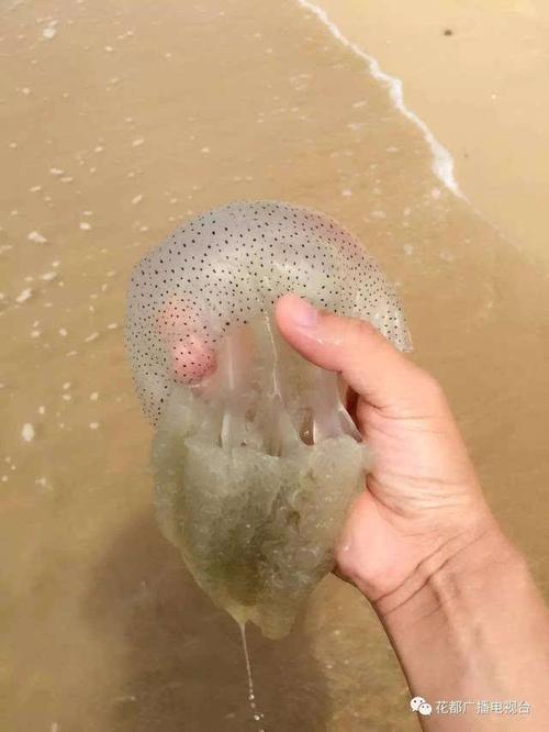 当人扯断触须,它仍然粘在伤口上,继续放毒.不论水母死活