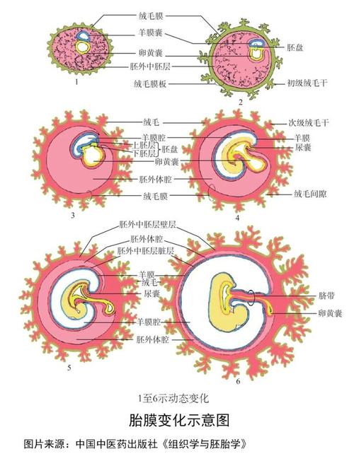 胎膜变化示意图