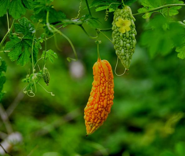 苦瓜,成熟了是甜美!