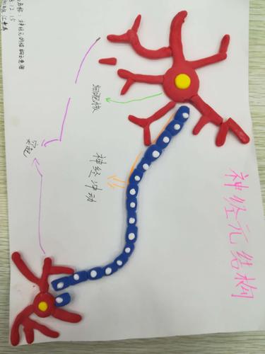 这是像树枝的神经元即神经细胞.