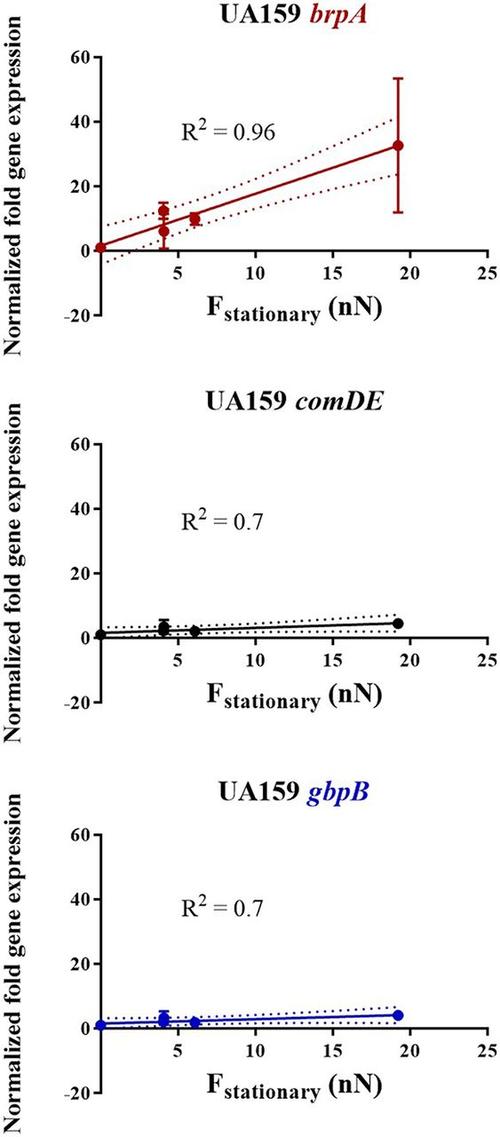 controlled through adhesion force sensing by initial colonizers