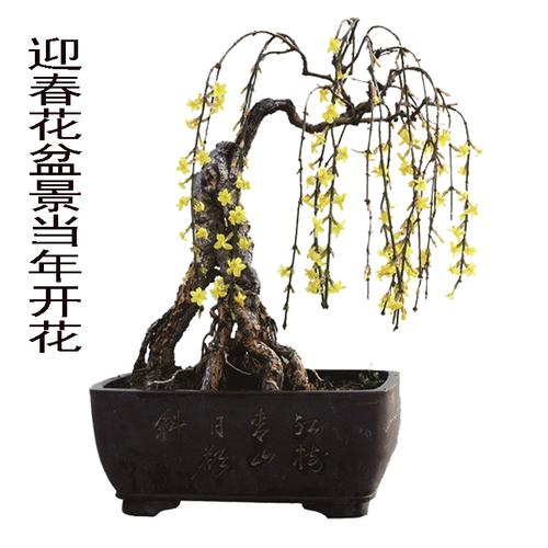 迎春花微型造型精品矮霸小老桩盆景虎蹄迎春盆栽观叶