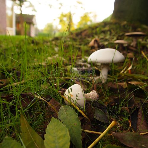 长在地上的蘑菇