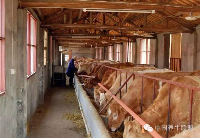 想养牛,你想建设什么样的牛舍