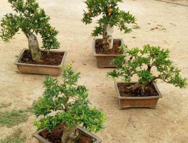 养石榴盆景,春季要做哪些管理?才能让树形美观,结果更多