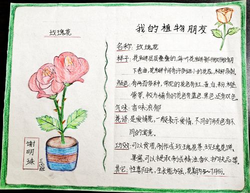 预热活动——植物记录卡制作中,三(5)班的孩子们走近自然,细心观察,用