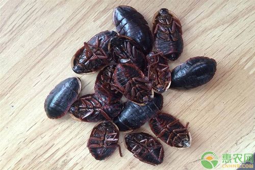 九香虫与臭大姐的四大区别,看完一眼识别!