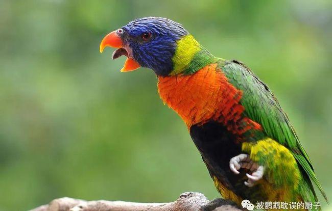 夜晚当鹦鹉夜晚发出叫声,十有八九是家里进动物了,比如老鼠,野猫