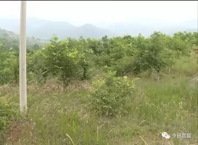 饭坡镇沙坡村:多策并举走富路