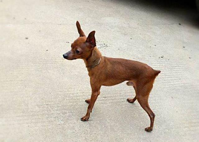 小鹿犬寿命一般多少年?饲养小鹿犬的注意事项有哪些?