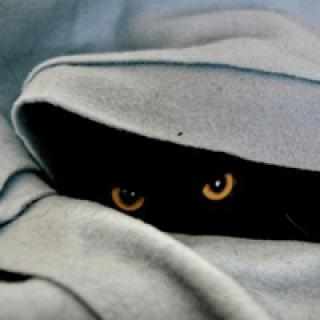 微信头像是黑猫含义